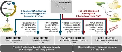 Genetic Engineering of the Rock Inhabitant Knufia petricola Provides Insight Into the Biology of Extremotolerant Black Fungi
